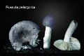 Russula pelargonia-amf1629